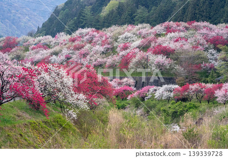 桃花節清晨，桃花盛開的景象。 139339728