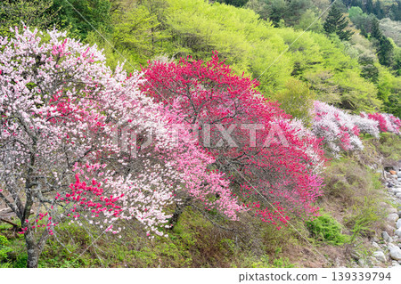A scene of Achi Village with peach blossoms in full bloom. A scene of Achi Village with peach blossoms in full bloom. 139339794