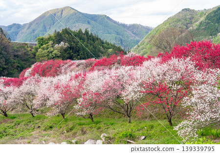 A morning scene in a village of peach blossoms in full bloom. 139339795