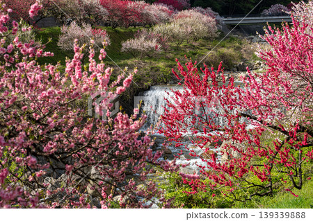 A morning scene in a village of peach blossoms in full bloom. A morning scene in a village of peach blossoms in full bloom. 139339888
