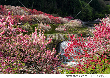 A morning scene in a village of peach blossoms in full bloom. A morning scene in a village of peach blossoms in full bloom. 139339889