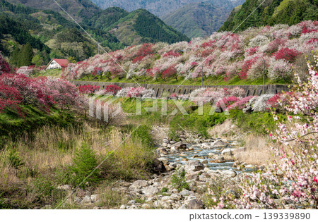 A morning scene in a village of peach blossoms in full bloom. A morning scene in a village of peach blossoms in full bloom. 139339890