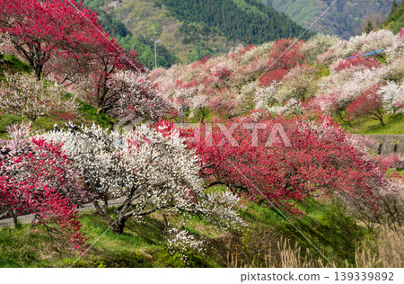 A morning scene in a village of peach blossoms in full bloom. A morning scene in a village of peach blossoms in full bloom. 139339892