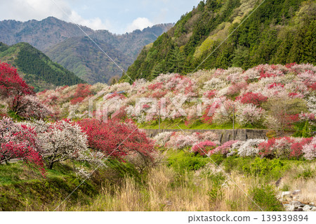 清晨,村莊裡桃花盛開,景色宜人。 清晨,村莊裡桃花盛開,景色宜人。 139339894