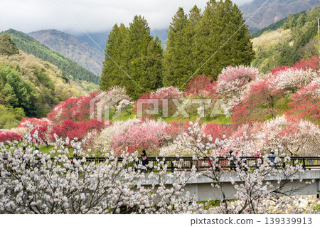 A morning scene in Achi Village, surrounded by fully bloomed peach blossoms. A morning scene in Achi Village, surrounded by fully bloomed peach blossoms. 139339913