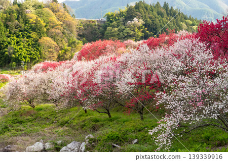 A morning scene in Achi Village, surrounded by fully bloomed peach blossoms. A morning scene in Achi Village, surrounded by fully bloomed peach blossoms. 139339916