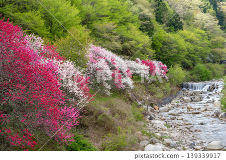 A morning scene in Achi Village, surrounded by fully bloomed peach blossoms. A morning scene in Achi Village, surrounded by fully bloomed peach blossoms. 139339917