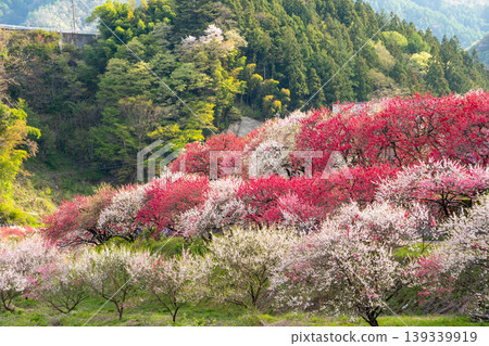 A morning scene in Achi Village, surrounded by fully bloomed peach blossoms. A morning scene in Achi Village, surrounded by fully bloomed peach blossoms. 139339919