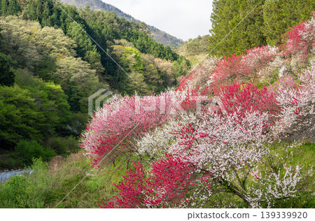 阿奇村的清晨景色,四周環繞著盛開的桃花。 阿奇村的清晨景色,四周環繞著盛開的桃花。 139339920