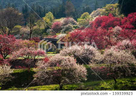 A morning scene in a village of peach blossoms in full bloom. 139339923