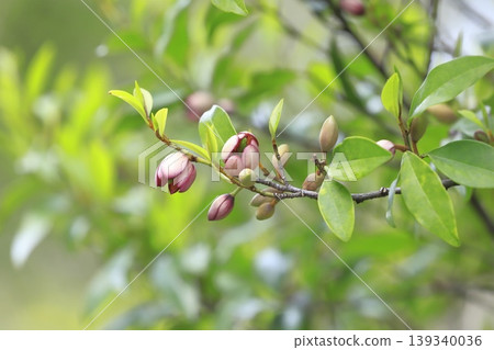 Flowers and buds of Magnolia grandiflora (Benibana Karataneogama) Flowers and buds of Magnolia grandiflora (Benibana Karataneogama) 139340036