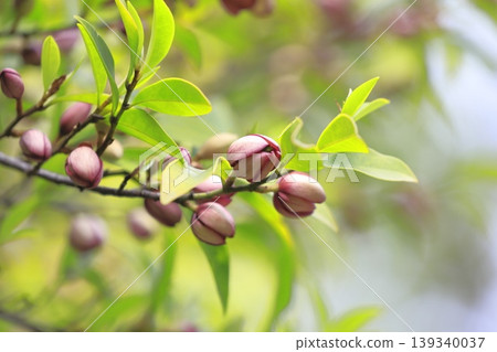 Flowers and buds of Magnolia grandiflora (Benibana Karataneogama) Flowers and buds of Magnolia grandiflora (Benibana Karataneogama) 139340037