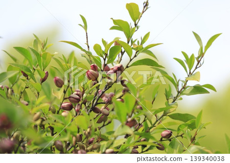 大花玉蘭(Magnolia grandiflora (Benibana Karataneogama))的花朵和花蕾 大花玉蘭(Magnolia grandiflora (Benibana Karataneogama))的花朵和花蕾 139340038