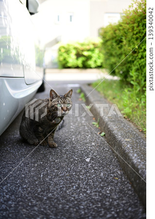 Petticoat cat in the parking lot Petticoat cat in the parking lot 139340042