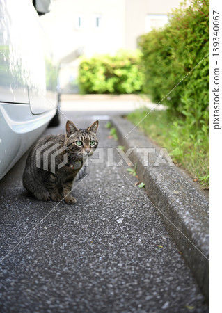 Petticoat cat in the parking lot Petticoat cat in the parking lot 139340067