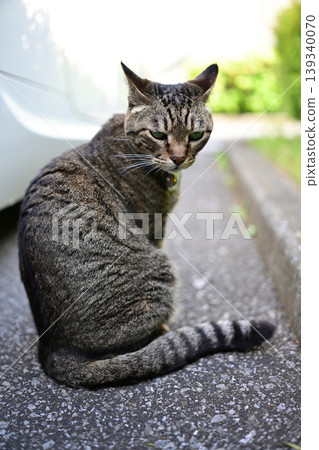在停車場的襯裙貓 在停車場的襯裙貓 139340070