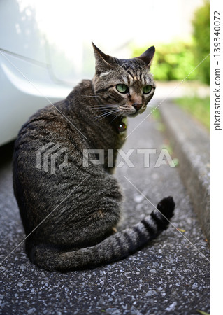 在停車場的襯裙貓 在停車場的襯裙貓 139340072