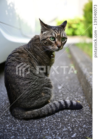 在停車場的襯裙貓 在停車場的襯裙貓 139340073