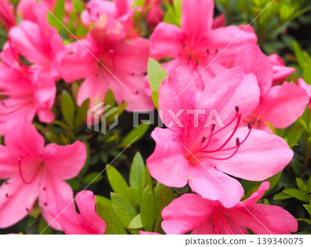 Satsuki azaleas in full bloom Satsuki azaleas in full bloom 139340075