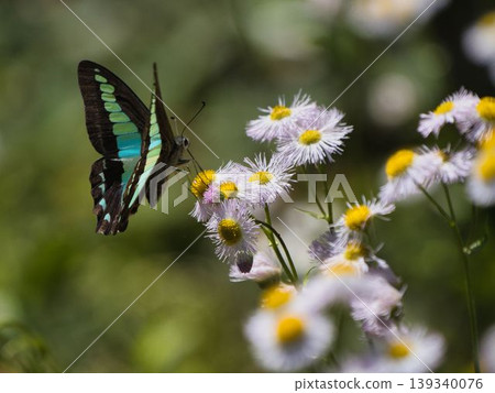 Bluebottle and Halzion Bluebottle and Halzion 139340076