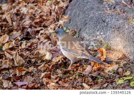 White-bellied grass walking on the ground 139340126