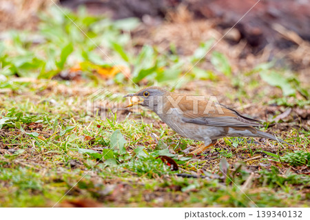 White-bellied grass walking on the ground 139340132