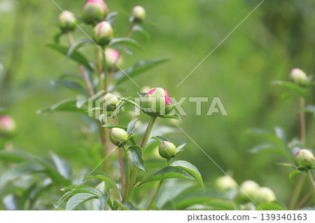 Peony buds Peony buds 139340163