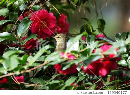 Flowers and brunette Flowers and brunette 139340177