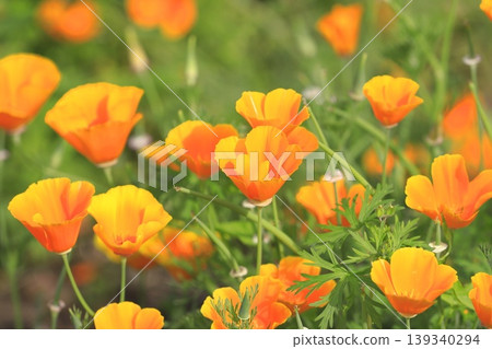 Orange California poppies Orange California poppies 139340294