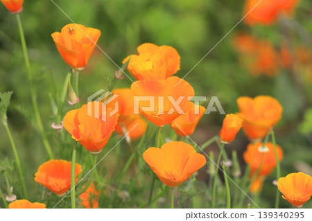Orange California poppies Orange California poppies 139340295