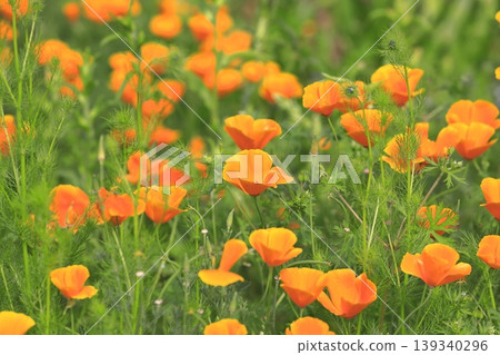 Orange California poppies Orange California poppies 139340296
