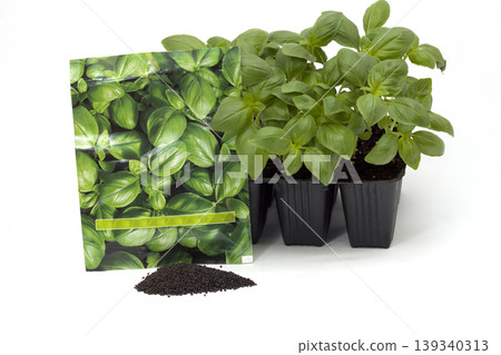 basil seedlings to plant basil seedlings to plant 139340313