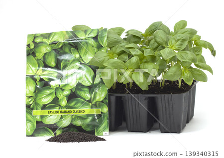 basil seedlings to plant basil seedlings to plant 139340315
