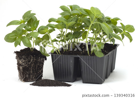 basil seedlings to plant basil seedlings to plant 139340316
