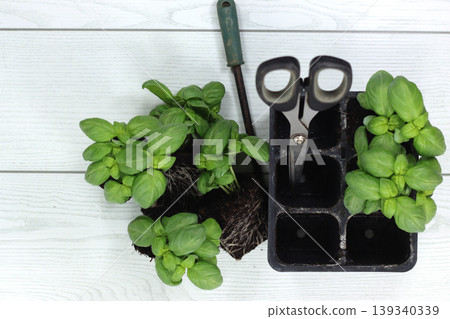 ready-to-transplant basil seedlings ready-to-transplant basil seedlings 139340339