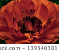 Red flower with big petals 139340381