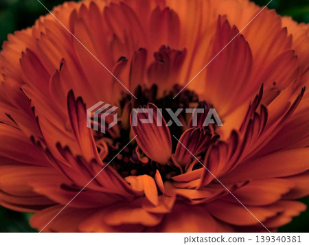 Red flower with big petals 139340381