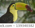 Chestnut-mandibled toucan showing its colorful beak and feathers 139340382
