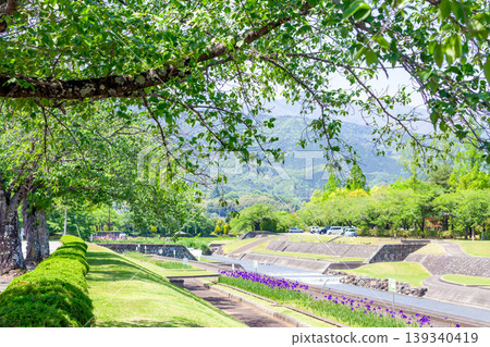 鳶尾花盛開的季節,位於南阿爾卑斯市的瀧澤河公園。 鳶尾花盛開的季節,位於南阿爾卑斯市的瀧澤河公園。 139340419
