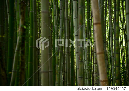 The view of Arashiyama Bamboo Forest aka Arashiyaman Bamboo Grove in Kyoto, Japan. One of Japan's most famous tourist attraction. Bamboo landscape. Travel and nature concept. The view of Arashiyama Bamboo Forest aka Arashiyaman Bamboo Grove in Kyoto, Japan. One of Japan's most famous tourist attraction. Bamboo landscape. Travel and nature concept. 139340437