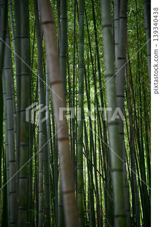 The view of Arashiyama Bamboo Forest aka Arashiyaman Bamboo Grove in Kyoto, Japan. One of Japan's most famous tourist attraction. Bamboo landscape. Travel and nature concept. 139340438
