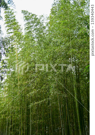 The view of Arashiyama Bamboo Forest aka Arashiyaman Bamboo Grove in Kyoto, Japan. One of Japan's most famous tourist attraction. Bamboo landscape. Travel and nature concept. 139340443