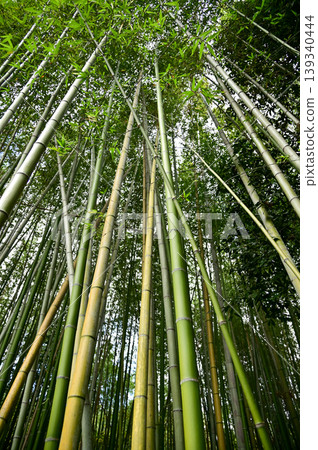 The view of Arashiyama Bamboo Forest aka Arashiyaman Bamboo Grove in Kyoto, Japan. One of Japan's most famous tourist attraction. Bamboo landscape. Travel and nature concept. The view of Arashiyama Bamboo Forest aka Arashiyaman Bamboo Grove in Kyoto, Japan. One of Japan's most famous tourist attraction. Bamboo landscape. Travel and nature concept. 139340444