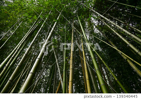 The view of Arashiyama Bamboo Forest aka Arashiyaman Bamboo Grove in Kyoto, Japan. One of Japan's most famous tourist attraction. Bamboo landscape. Travel and nature concept. The view of Arashiyama Bamboo Forest aka Arashiyaman Bamboo Grove in Kyoto, Japan. One of Japan's most famous tourist attraction. Bamboo landscape. Travel and nature concept. 139340445