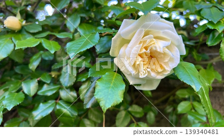 花園裡盛開著白玫瑰,綠樹叢中綻放著白玫瑰花。 花園裡盛開著白玫瑰,綠樹叢中綻放著白玫瑰花。 139340481