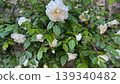 White roses blooming in the garden, white roses in full bloom on the wall 139340482