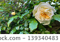White roses blooming in the garden, white rose blossoms amidst the greenery. 139340483