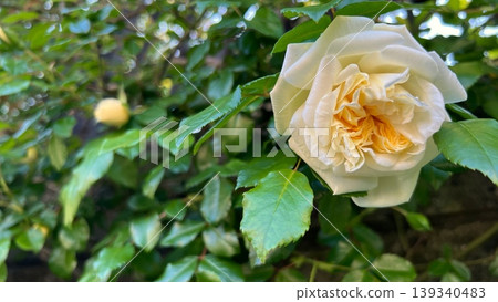 White roses blooming in the garden, white rose blossoms amidst the greenery. White roses blooming in the garden, white rose blossoms amidst the greenery. 139340483