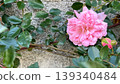 Pink roses blooming in the garden, climbing roses on the wall 139340484