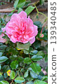 Pink roses blooming in the garden, climbing roses on the wall 139340485